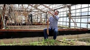 Biodynamische Arbeit mit Lichtwurzeln.jpg